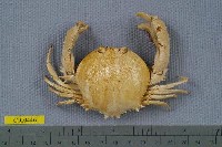 藏品(艾氏擬圓殼蟹)的圖片